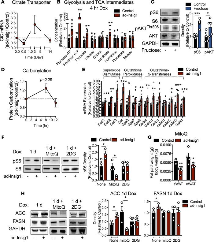 Acute suppression of AT DNL induces mitochondrial oxidative stress, resu...