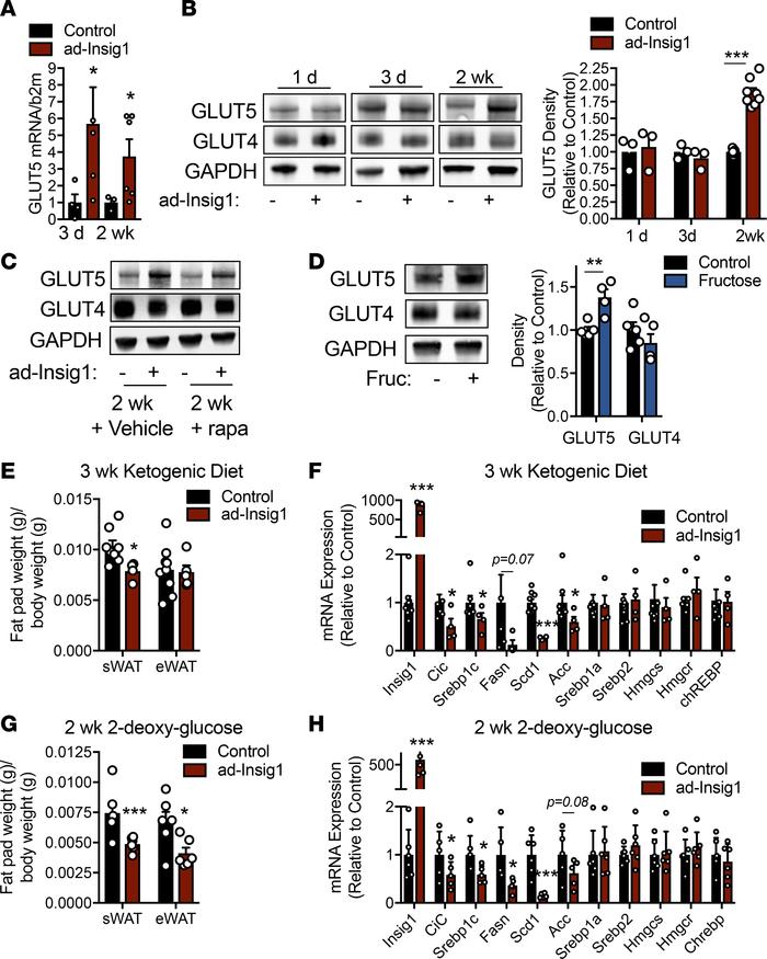 Chronic compensation to DNL suppression is dependent on substrate availa...