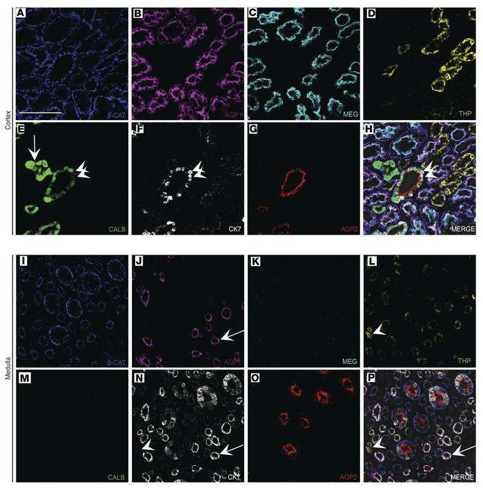 Defining tubular heterogeneity and cellular identity with IMC.
(A–G) Ind...
