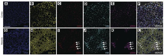 JCI Insight - Development of a 2-dimensional atlas of the human kidney ...