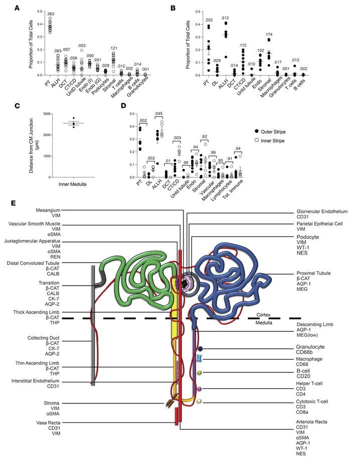 The quantitative cellular makeup of the reference human renal cortex and...