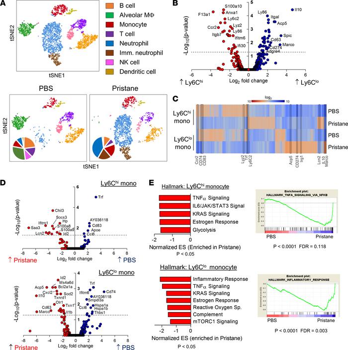 scRNA-Seq analysis of lung immune cells in DAH.
(A) viSNE display of cel...