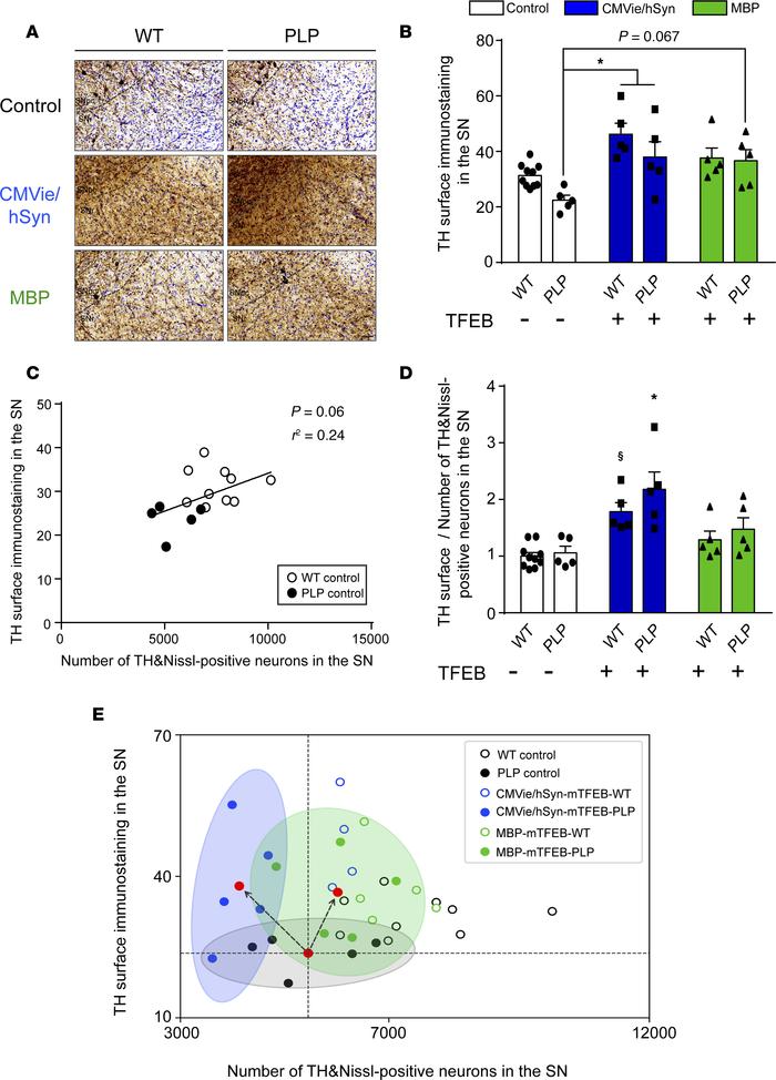 Both oligodendroglial– and neuronal TFEB–targeted overexpression induce ...