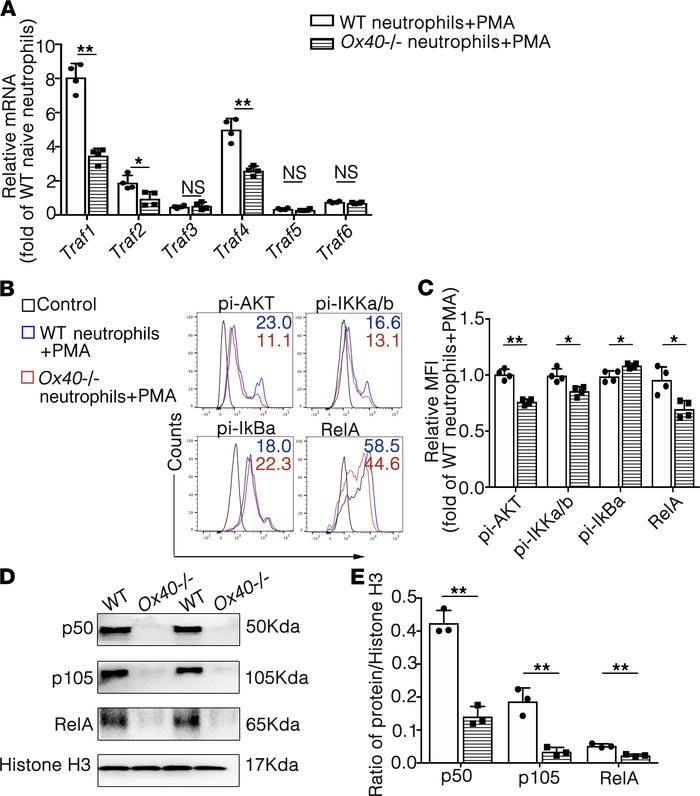 
OX40 knockout inhibited NF-κB1/RelA in neutrophils via a Traf1/2/4-rela...