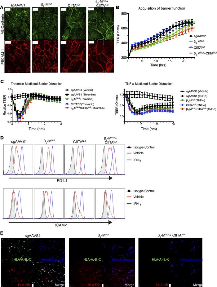 CRISPR/Cas9 ablation of β2-microglobulin and CIITA does not alter core e...