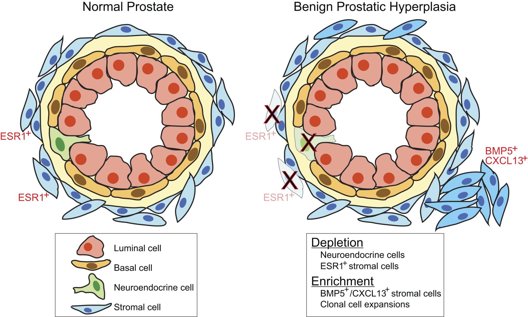 graphical abstract