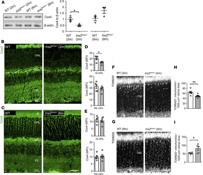 Mitochondrial contents shift during the progression of diabetes in Ins2A...