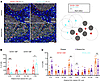Proximity of CD103+CD8+ TRMs and not CD103−CD8+ T cells to cancer cells in