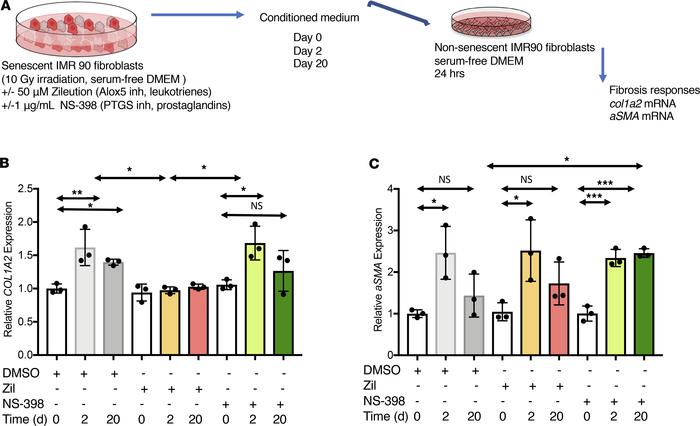 Leukotriene released by senescent cells induces profibrotic responses fr...