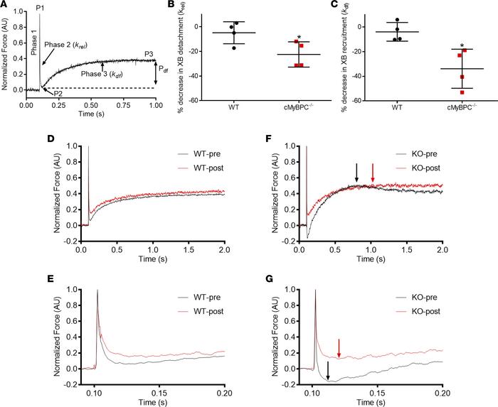 Stretch activation responses in WT and cMyBPC–/– myocardial preparations...