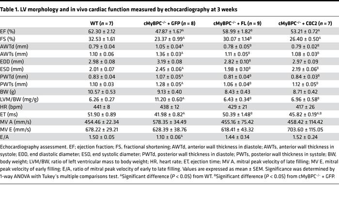 LV morphology and in vivo cardiac function measured by echocardiography ...