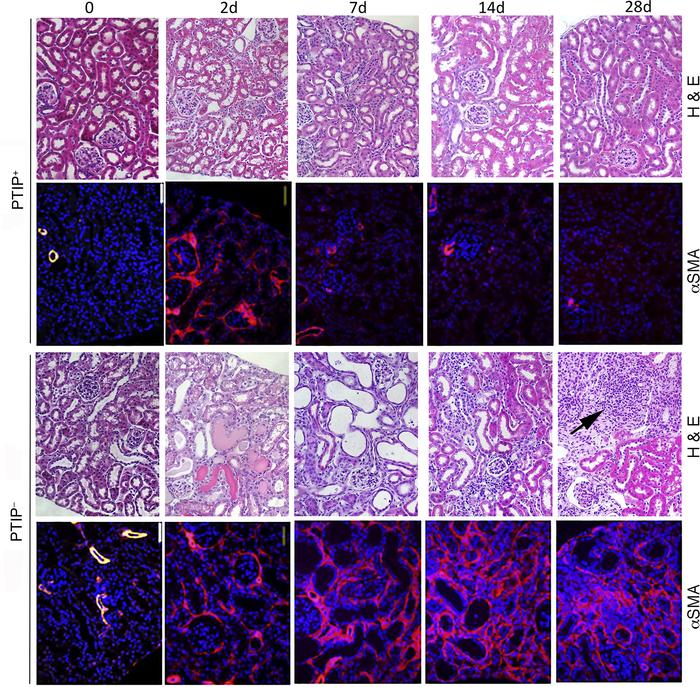 Histology and immunostaining show rapid recovery from AKI in PTIP+ mice ...