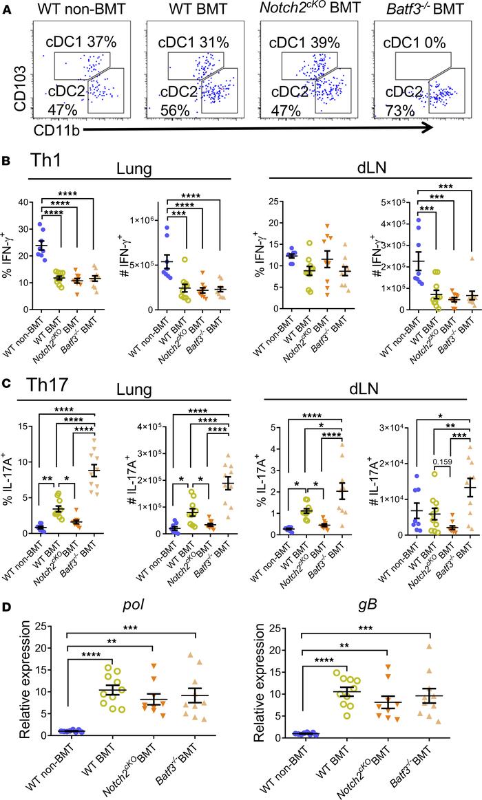 
Notch2 function in cDC2 is required for Th17 response, while Batf3-depe...