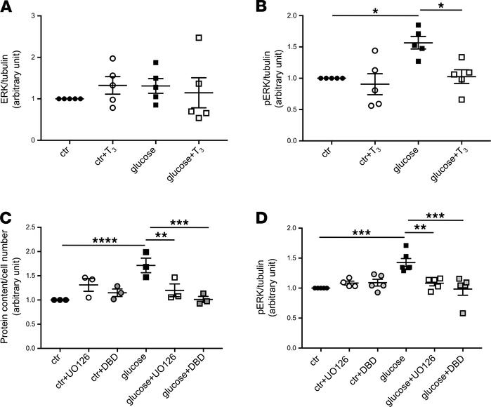 TRα1 regulates glucose-induced hypertrophy through downstream activation...
