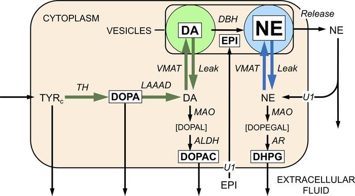 Concept diagram depicting steps of catecholamine synthesis, storage, rel...