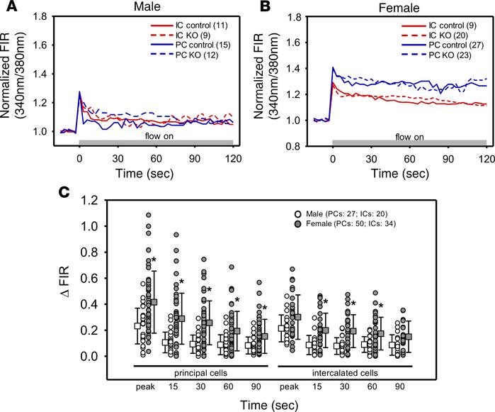 Effect of targeted deletion of BKα in intercalated cells on flow-induced...
