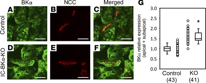 Immunodetectable apical BKα is more abundant in the DCT of IC-BKα–KO ver...