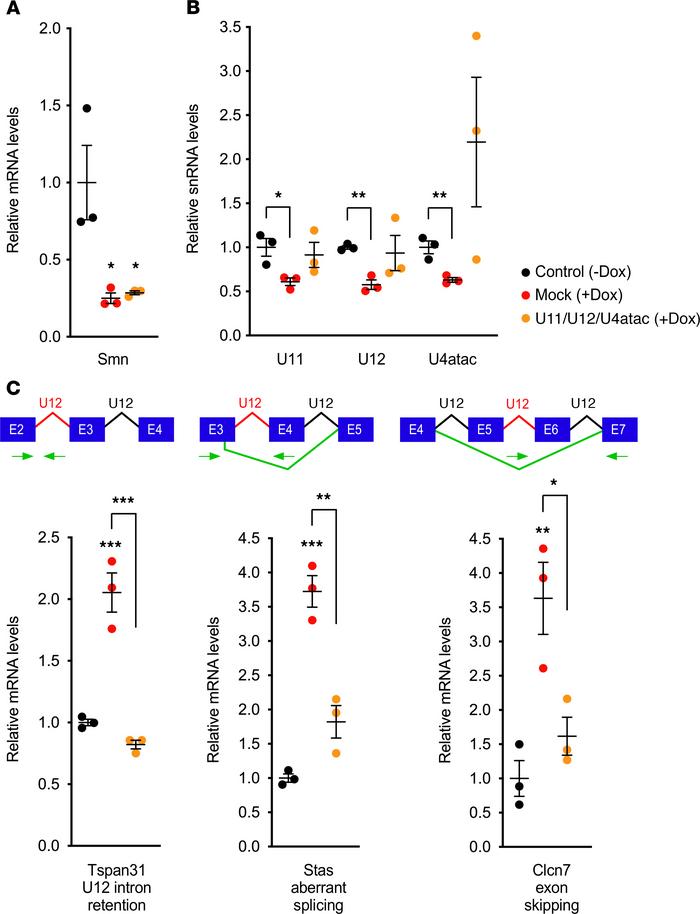 Lentivirus-mediated expression of minor snRNAs improves U12 splicing def...