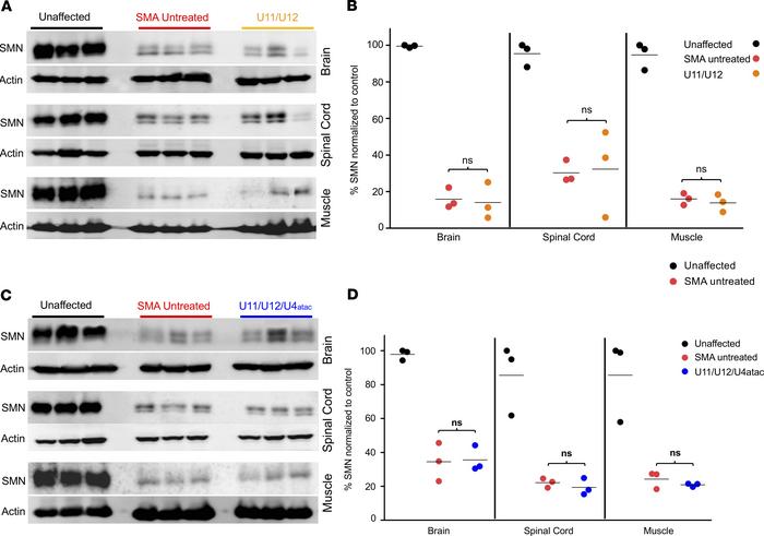 Minor snRNA gene delivery does not increase SMN protein expression in SM...