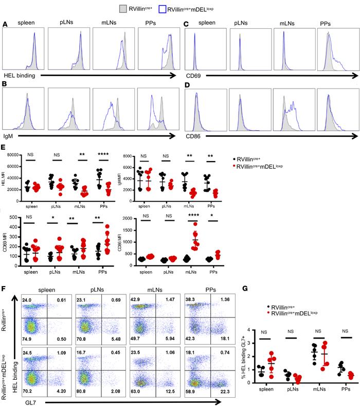 Self-reactive B cells are activated upon antigen encounter in gut.
HEL-s...