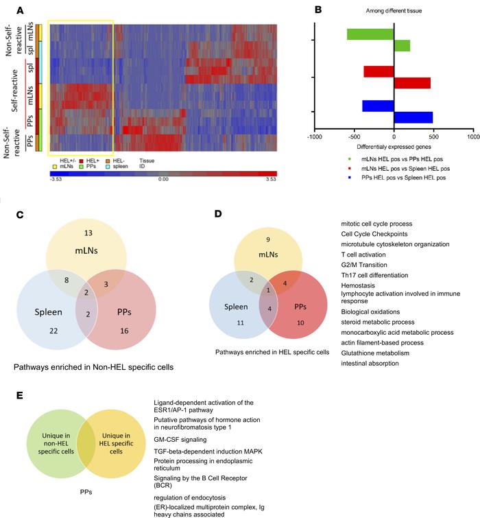 TGF-β signaling is enriched in self-reactive B cells upon antigen encoun...