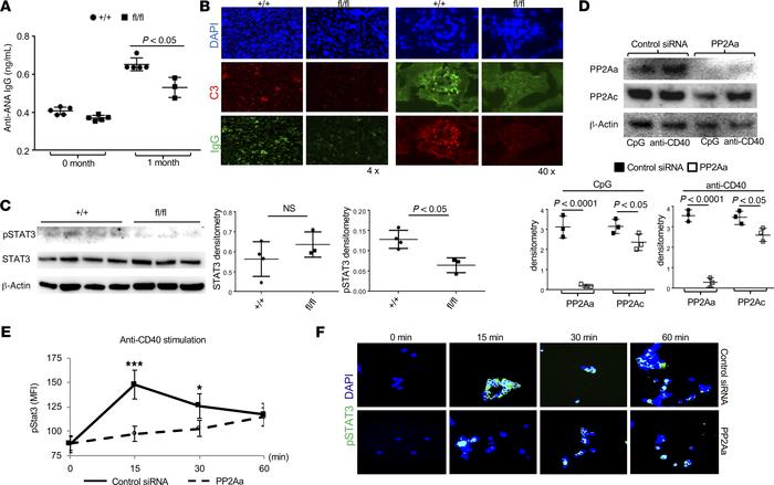PP2A expression in B cells for disease development in mice after injecti...