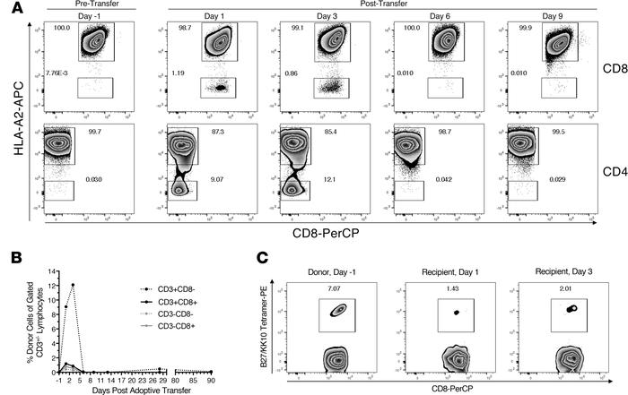 Donor and recipient cells could be distinguished in recipient blood by f...