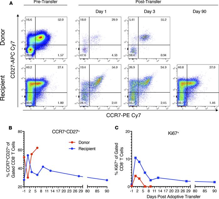 Phenotype of donor and recipient CD4+ T cells changed after transfer, th...