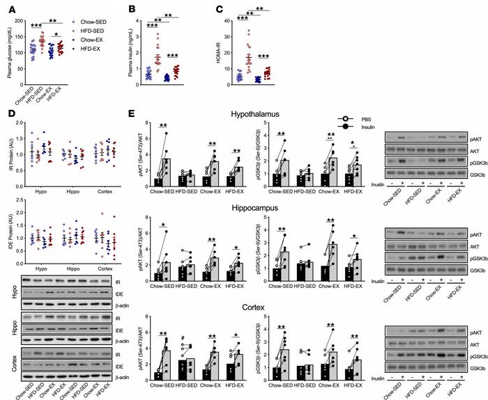 HFD-induced brain insulin resistance is corrected by aerobic exercise.
(...