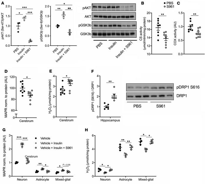 Intranasal insulin receptor antagonism impairs mitochondrial function.
(...