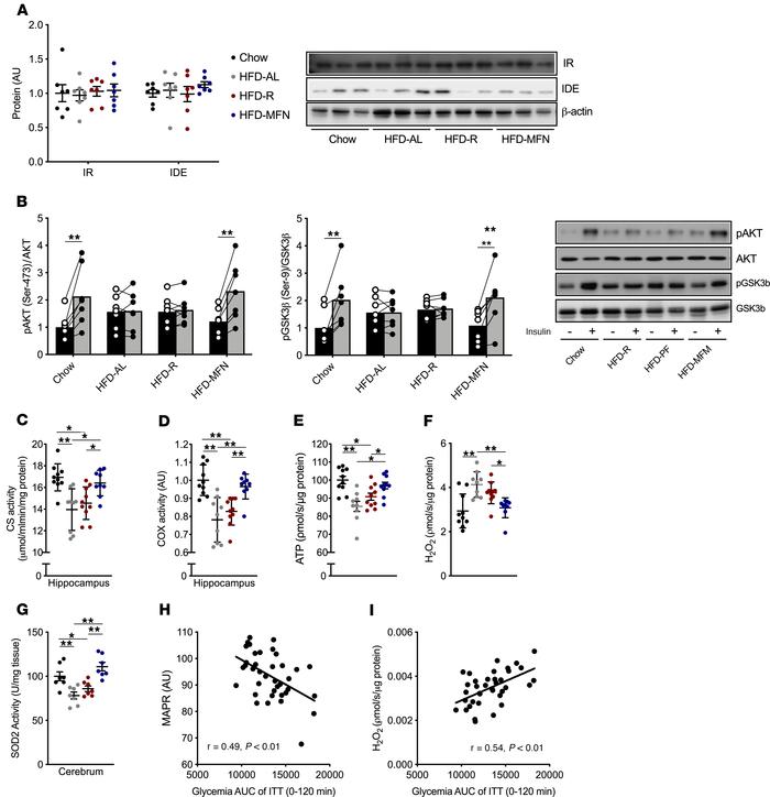Metformin reverses brain insulin resistance and impairments in mitochond...