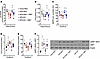 Intranasal S961 blocks exercised-induced improvements in mitochondrial func