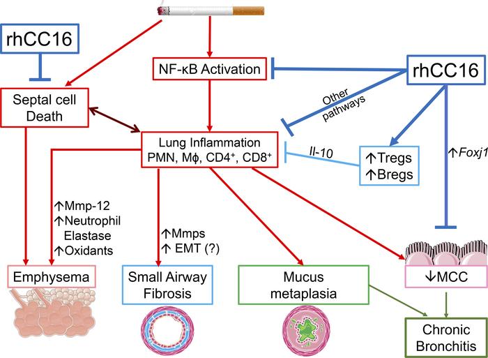 Beneficial effects of rhCC16 on COPD-like disease in CS-exposed mice.
Ex...