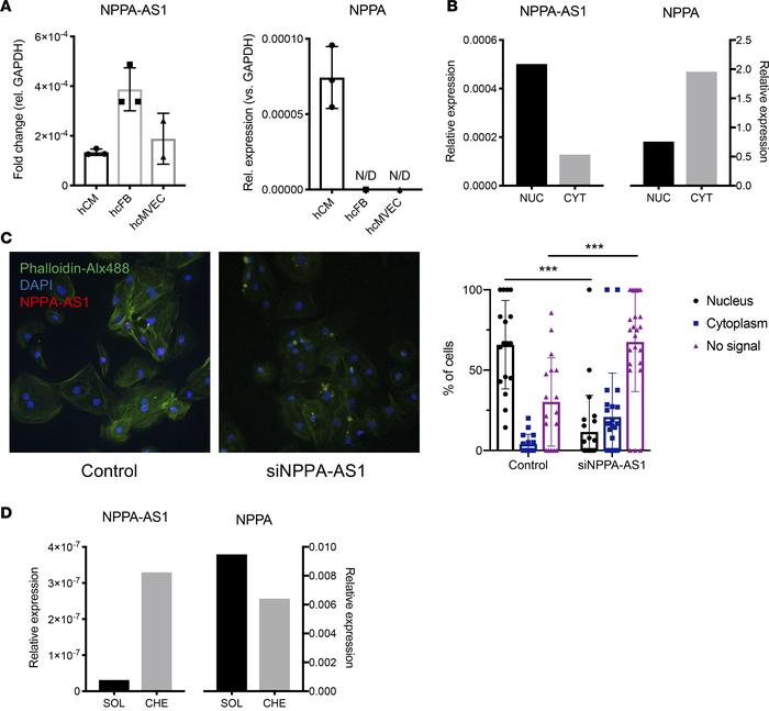Cellular and subcellular localization of NPPA-AS1.
(A) NPPA-AS1 and NPPA...