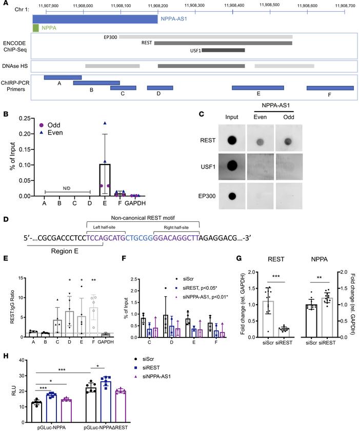 
NPPA-AS1 facilitates binding of the repressive transcription factor RES...
