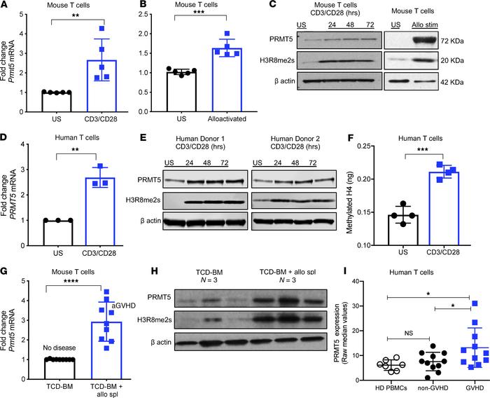 PRMT5 expression and activity is upregulated in activated mouse and huma...