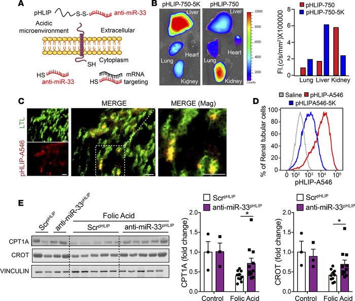 pH low inducible peptides promote delivery of miR-33 inhibitors to the k...
