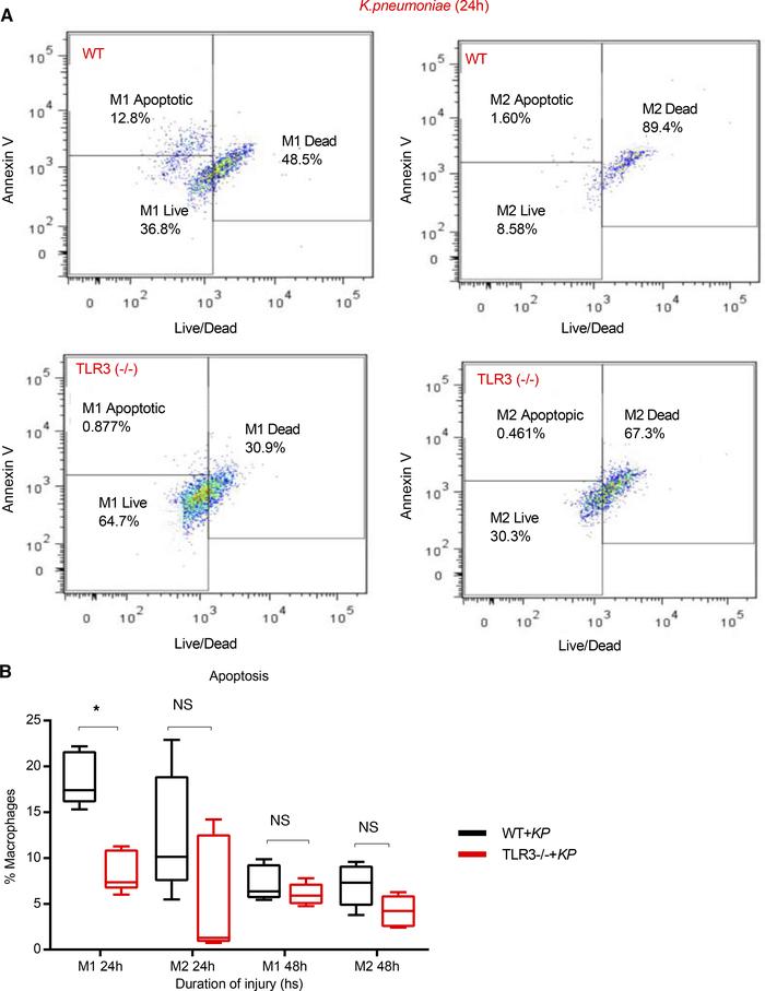 Increased alveolar macrophage apoptosis in WT compared with TLR3–/– mice...
