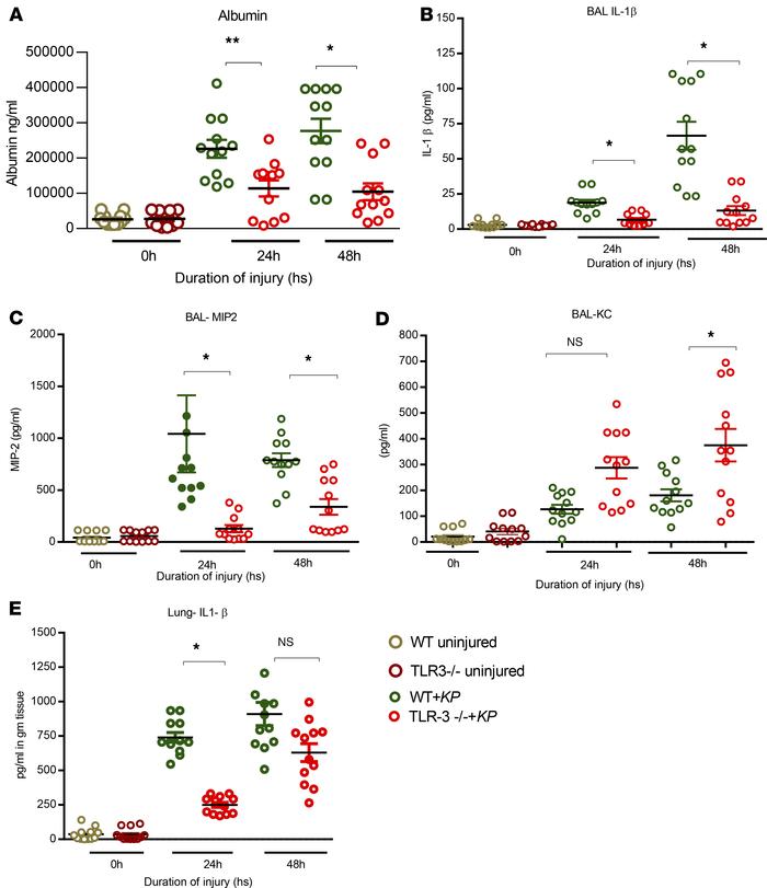 WT mice show increased lung injury and inflammation compared with TLR3–/...