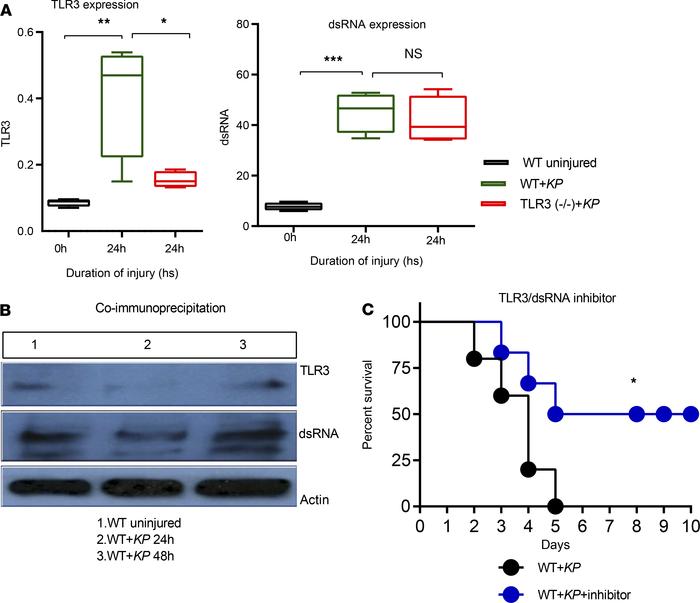 Increased survival with inhibition of TLR3 following pneumonia.
WT and T...
