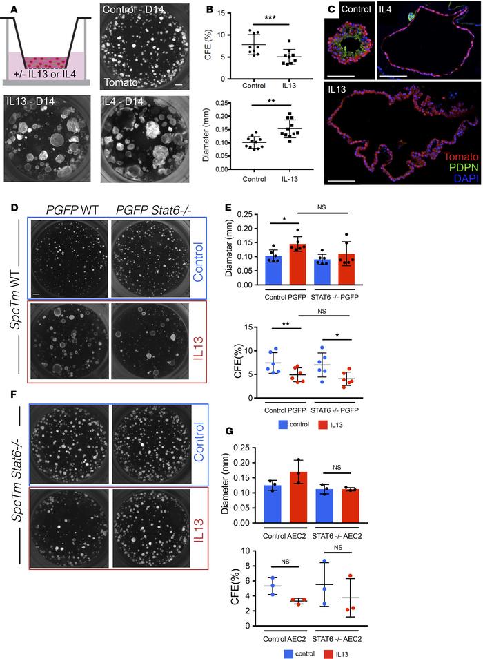 AEC2-derived organoids grown with IL-13 display altered morphology.
(A) ...