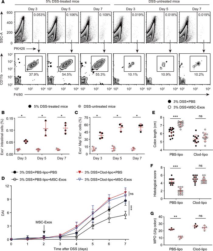 The anticolitic benefit of MSC-Exos in DSS-colitic mice is macrophage de...