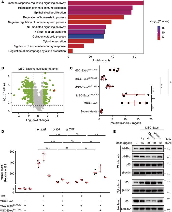 MSC-Exos reduce inflammatory responses in macrophages by transporting me...