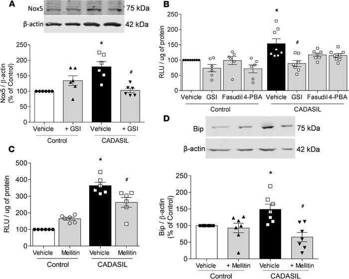 Nox5-derived ROS is an upstream regulator of Rho kinase and ER stress in...
