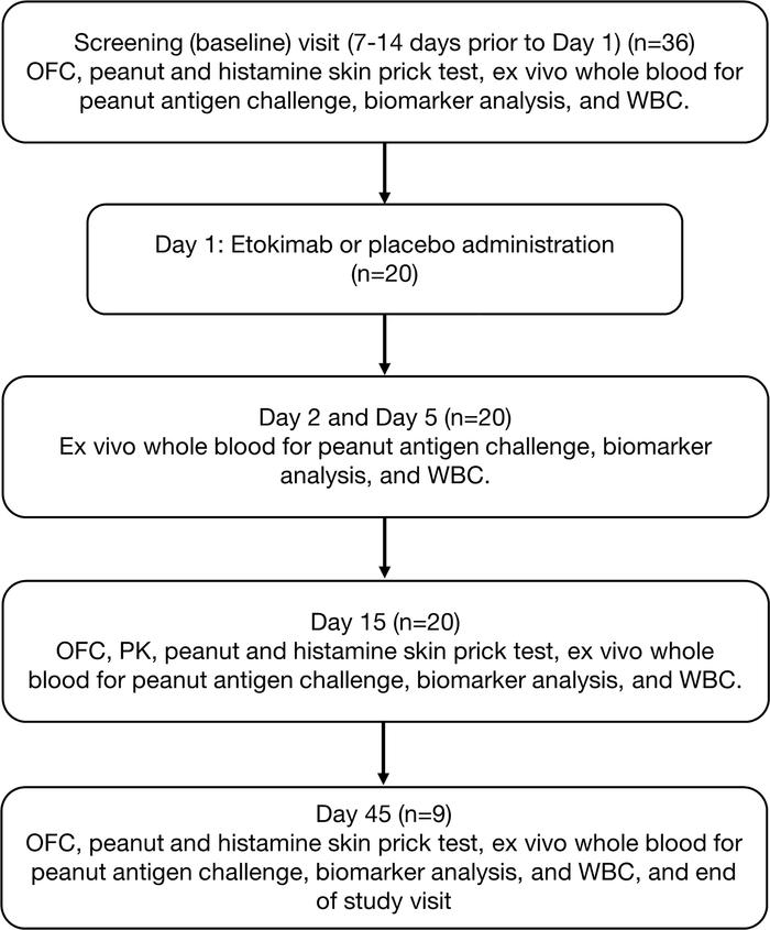 Study Design.
OFC, oral food challenges; PK, pharmacokinetics; WBC, whit...