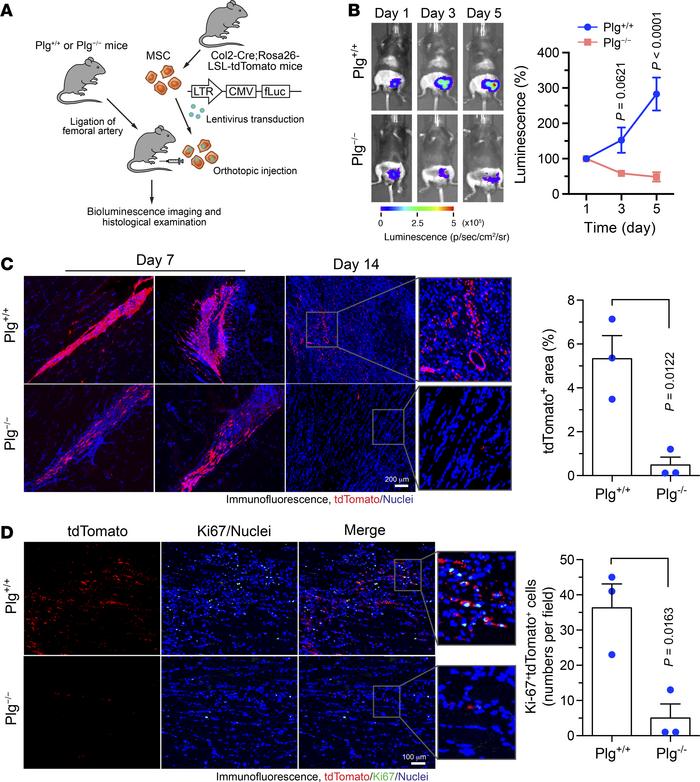 Plg is required for MSC survival, persistence, and proliferation in isch...