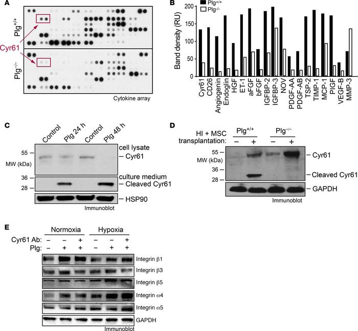Plg cleaves and liberates Cyr61 from MSCs.
HI was induced in Plg+/+ and ...