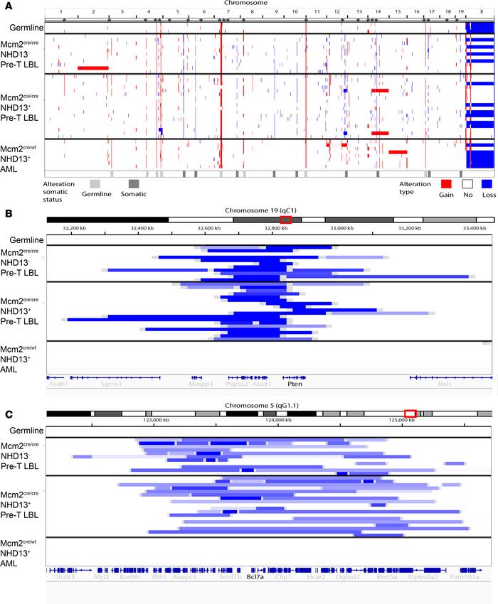 
Mcm2cre/cre mice show recurrent deletions.
(A) Whole-genome view of cop...