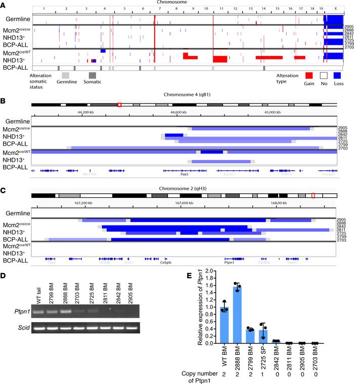 CNA analysis of BCP-ALL.
(A) CNA analysis of germline and BCP-ALL (Mcm2c...