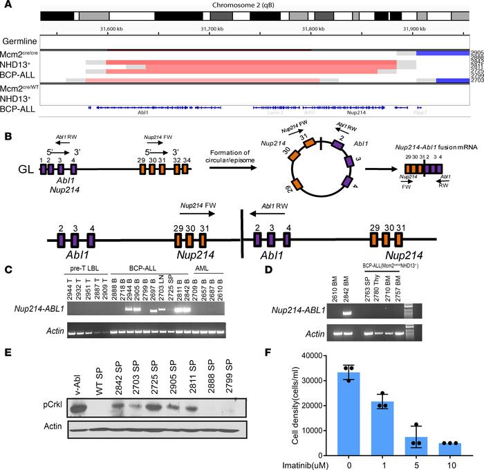 Recurrent Nup214-Abl1 fusion gene detected in BCP-ALL.
(A) CNAs for the ...